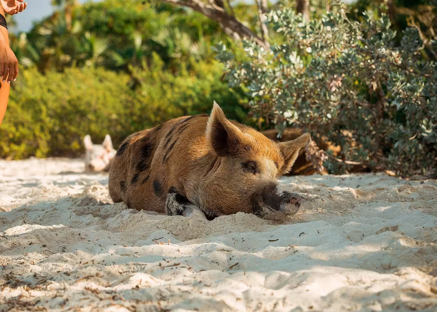 Close-up of friendly wild pig relaxing on white sand beach at Koh Madsum Paradise Island Thailand