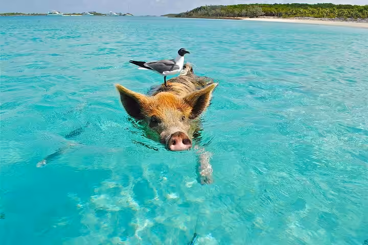 Luxury sailing yacht Koh Samui pig island five islands tour